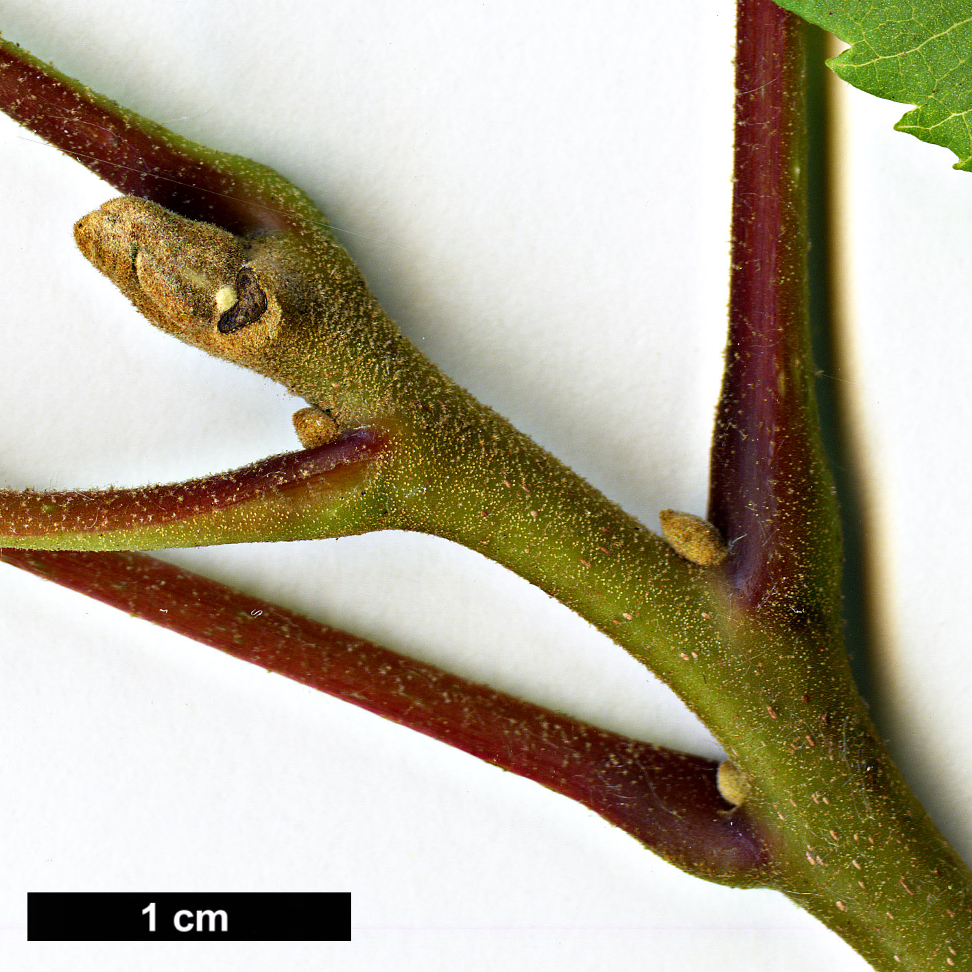 High resolution image: Family: Juglandaceae - Genus: Juglans - Taxon: mollis High resolution image: Family: Juglandaceae - Genus: Juglans - Taxon: mollis